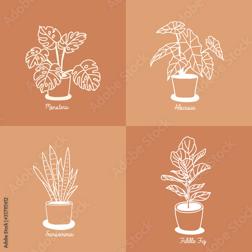 Set of House indoor plants in pots.