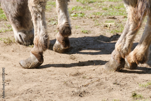 Part of a long-haired donkey grazing in a green meadow at a farm, very bad hooves