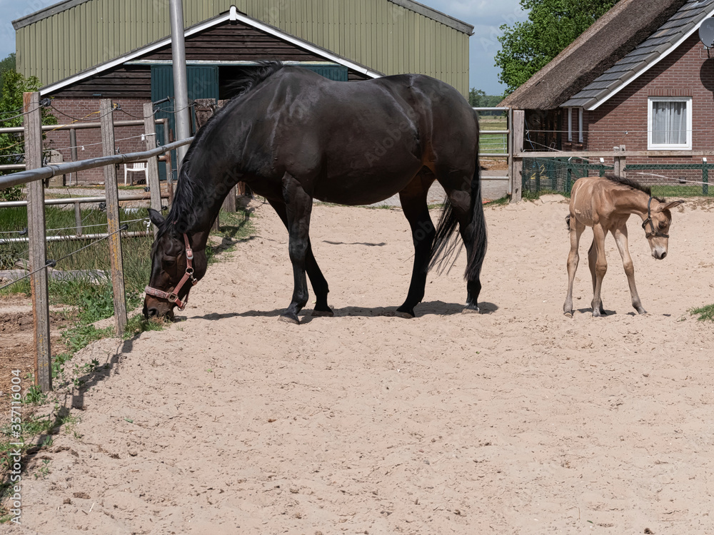 A little yellow foal standing next to the mother, during the day with a countryside landscape A little yellow foal standing next to the mother, during the day with a countryside landscape