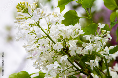 White cloves flower close up in spring