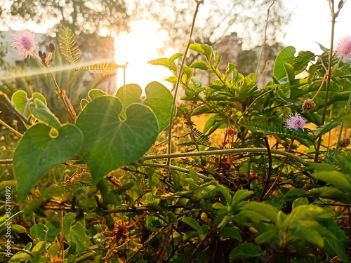 Rising sun and morning glory photo