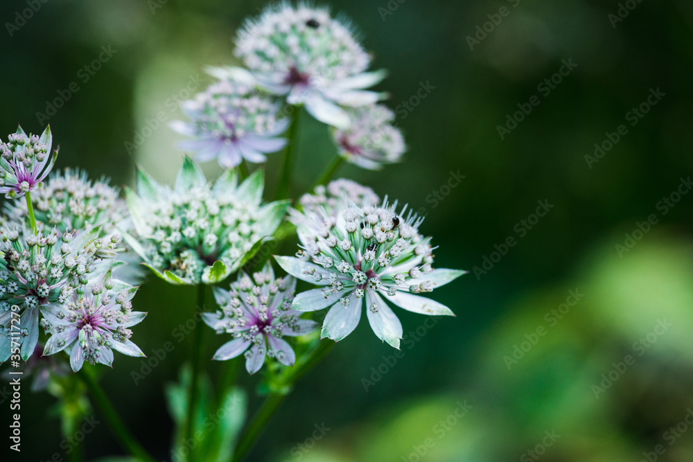 Blooming Astrantia in the garden. Selective focus. Shallow depth of field. Blooming Astrantia in the garden. Selective focus. Shallow depth of field.