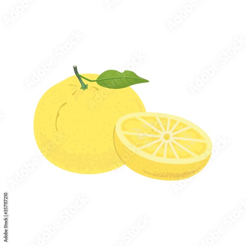 日向夏のイラスト