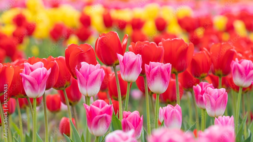 Obraz premium Tulipan