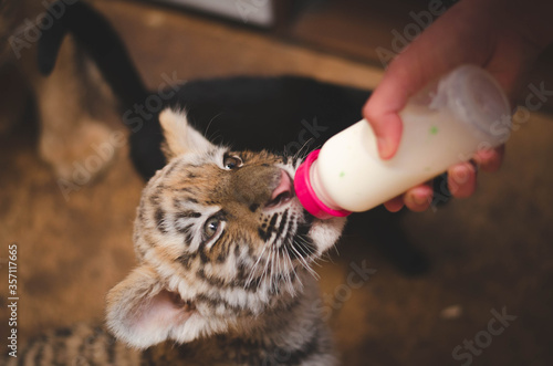 Little tigress drinks milk from a baby nipple at home