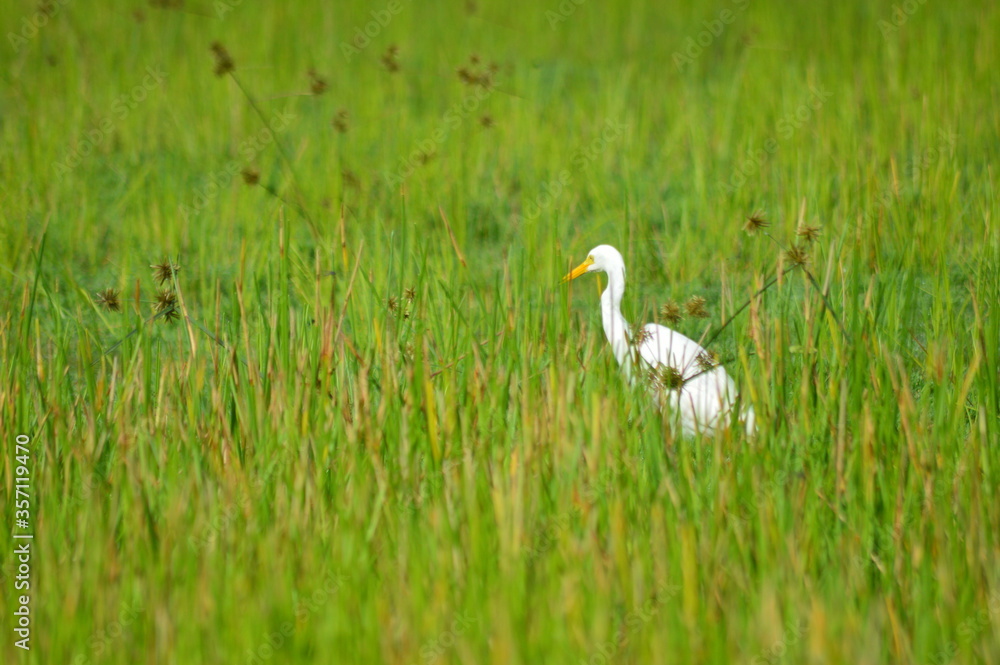 Fototapeta premium white egret in grass