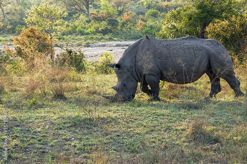 White rhinoceros grazing on creek bank