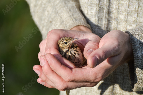 a rescued wild little bird in the hands of a man