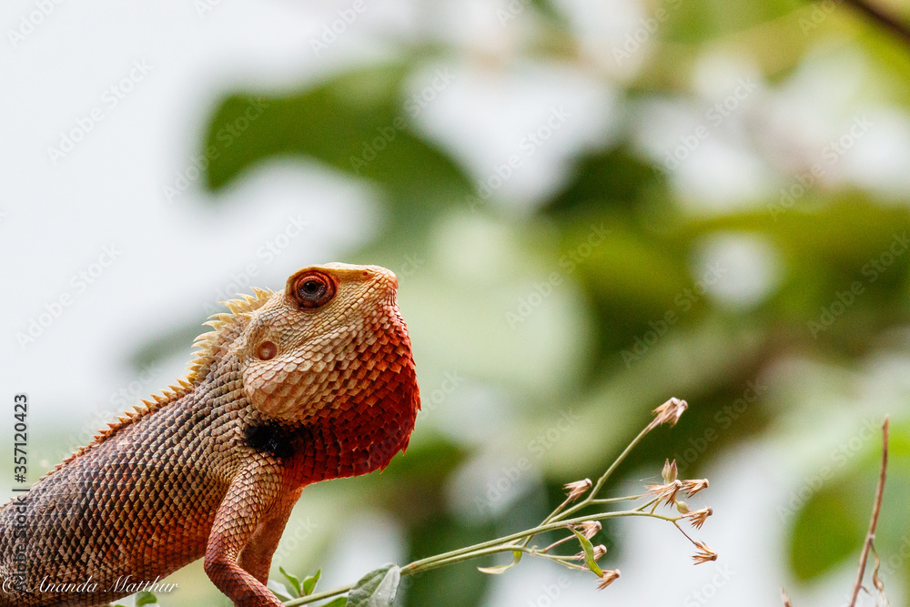 Obraz premium Oriental Garden Lizard