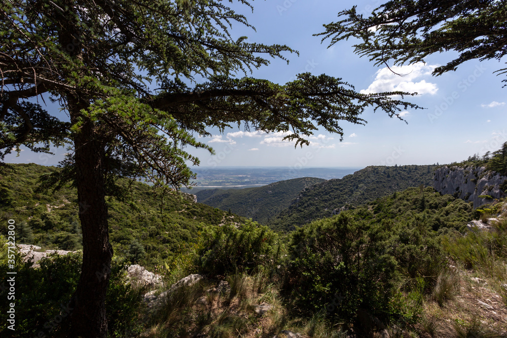 Obraz premium Paysage et cèdres