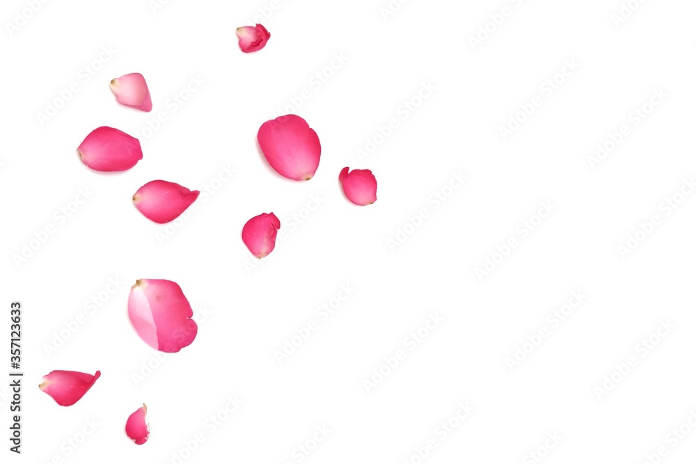 In selective focus a group of sweet pink rose corollas on white isolated background