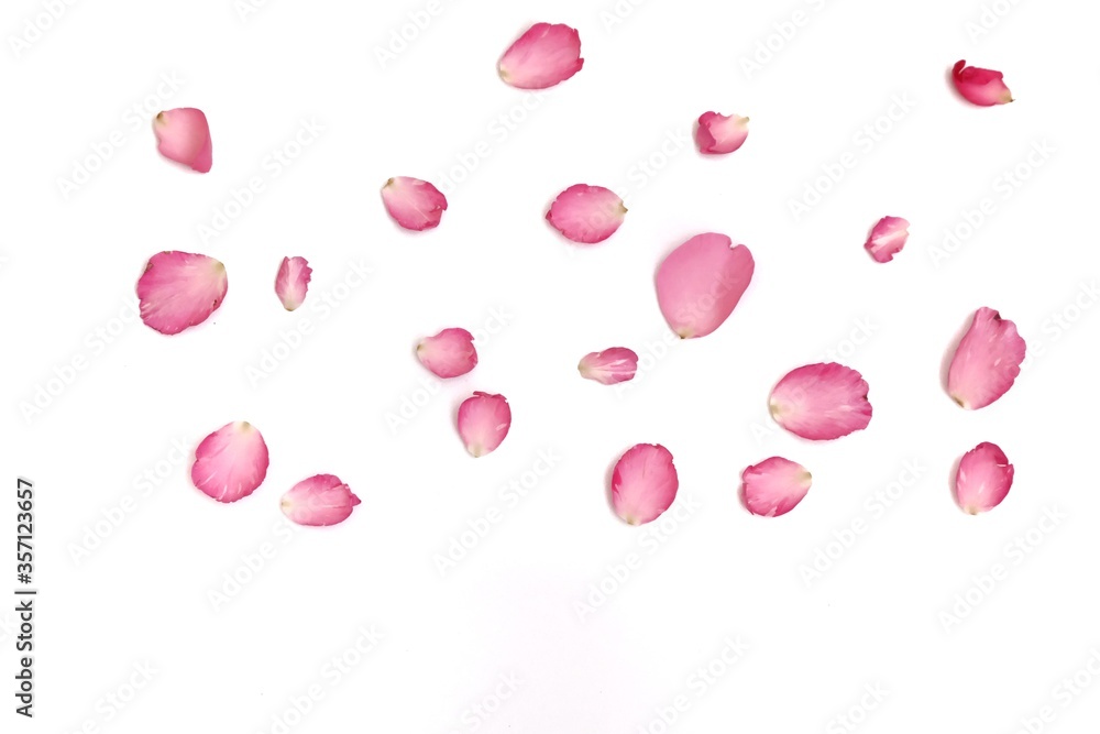 A group of sweet pink rose corollas on white isolated background for a beautiful flora backdrop 