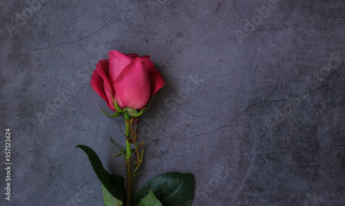 One red pink rose with leaves on a dark gray background