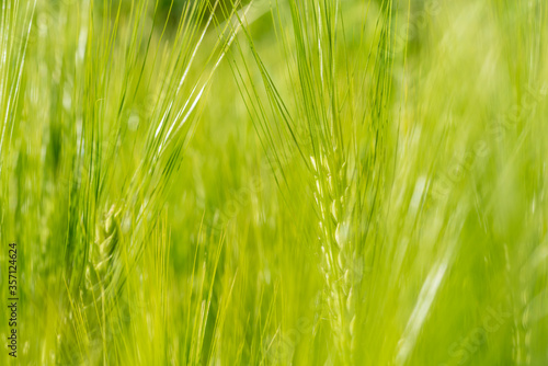 Green wheat field  growing barley