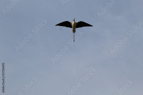 Posado en el cielo
