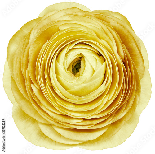 flower yellow  rose. .Flower isolated on a white  background. No shadows with clipping path. Close-up. Nature. photo