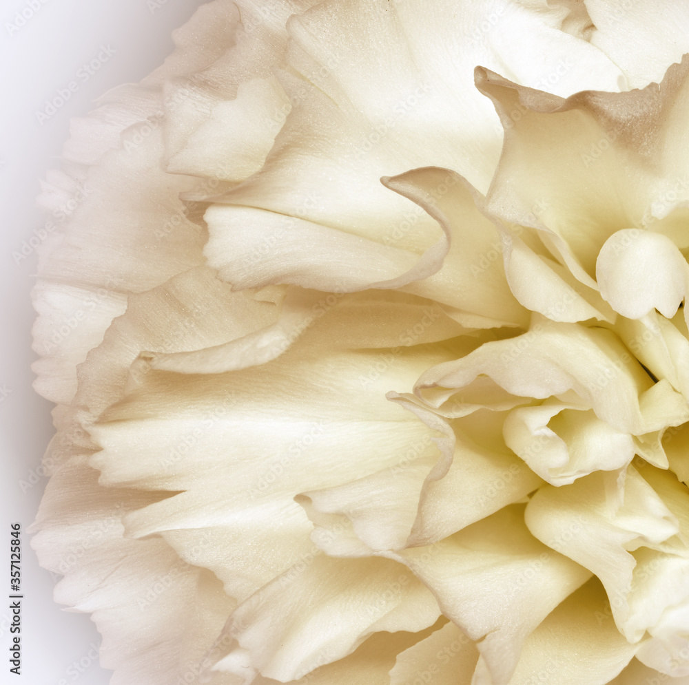 Floral  yellow background..  Flower petals close-up. Nature.