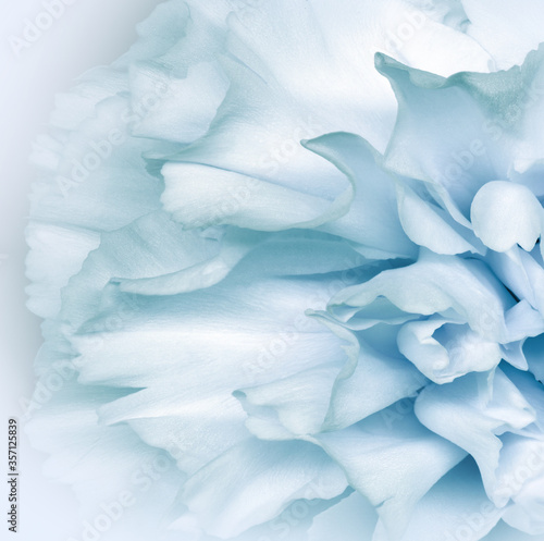 Floral white-turquoise background.. Flower petals close-up. Nature.
