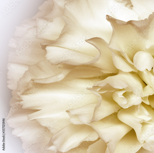 Floral yellow background.. Flower petals close-up. Nature.