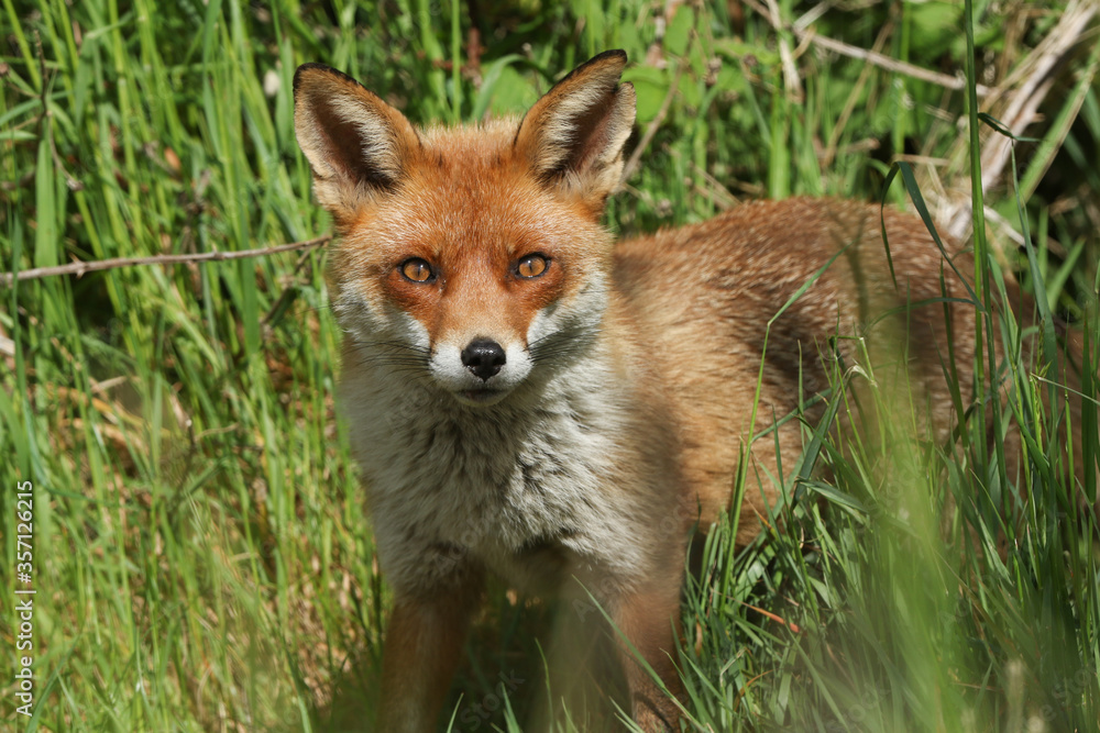 A wild Red Fox, Vulpes vulpes, hunting in a field in spring. A wild Red Fox, Vulpes vulpes, hunting in a field in spring.