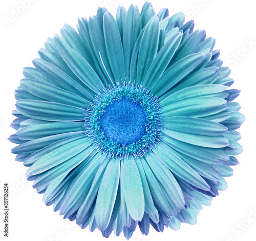 gerbera flower turquoise-blue.. Flower isolated on a white background. No shadows with clipping path. Close-up. Nature.