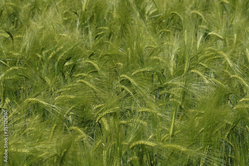 A crop of Barley, Hordeum vulgare, growing in a farmers field in the UK.
