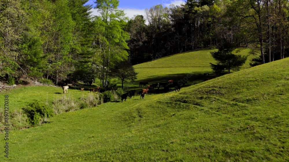 Cows walking in a pasture with a clear blue sky and beautiful green grass. Yellow flowers in a field with cows walking. Cows walking in a pasture with a clear blue sky and beautiful green grass. Yellow flowers in a field with cows walking.