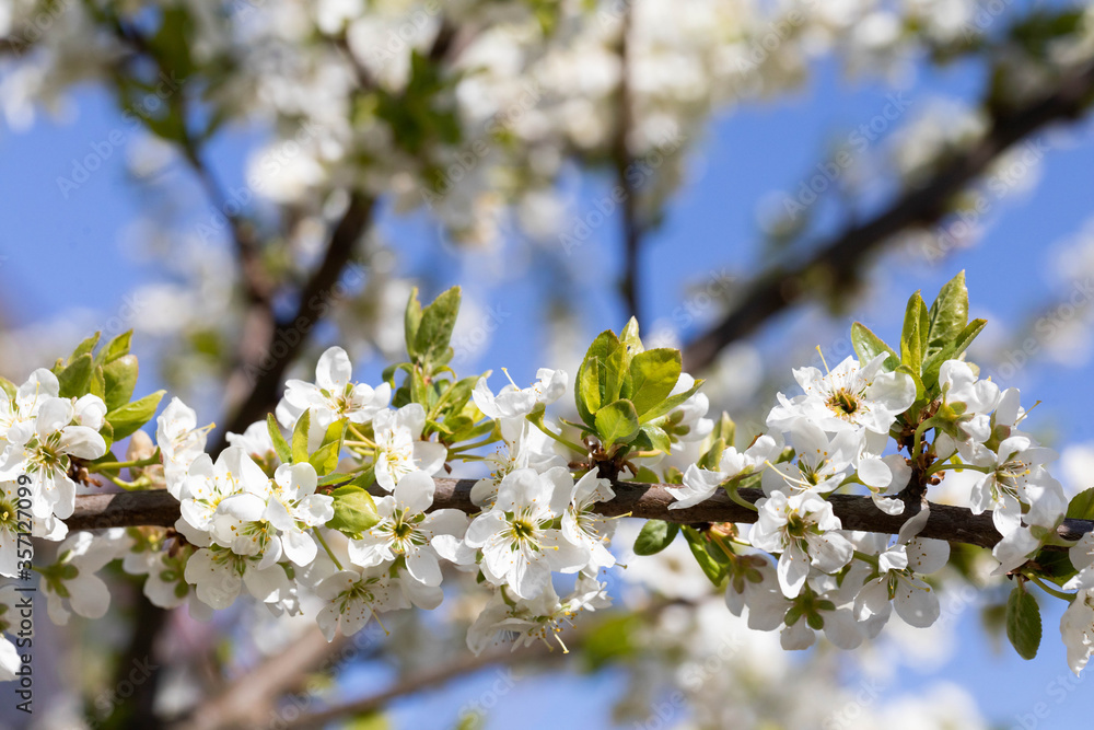 The plum tree in the spring is often showered with a million white flowers. The plum tree in the spring is often showered with a million white flowers.