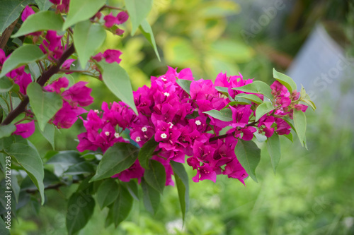 Fototapeta Naklejka Na Ścianę i Meble -  Natural Flowers 