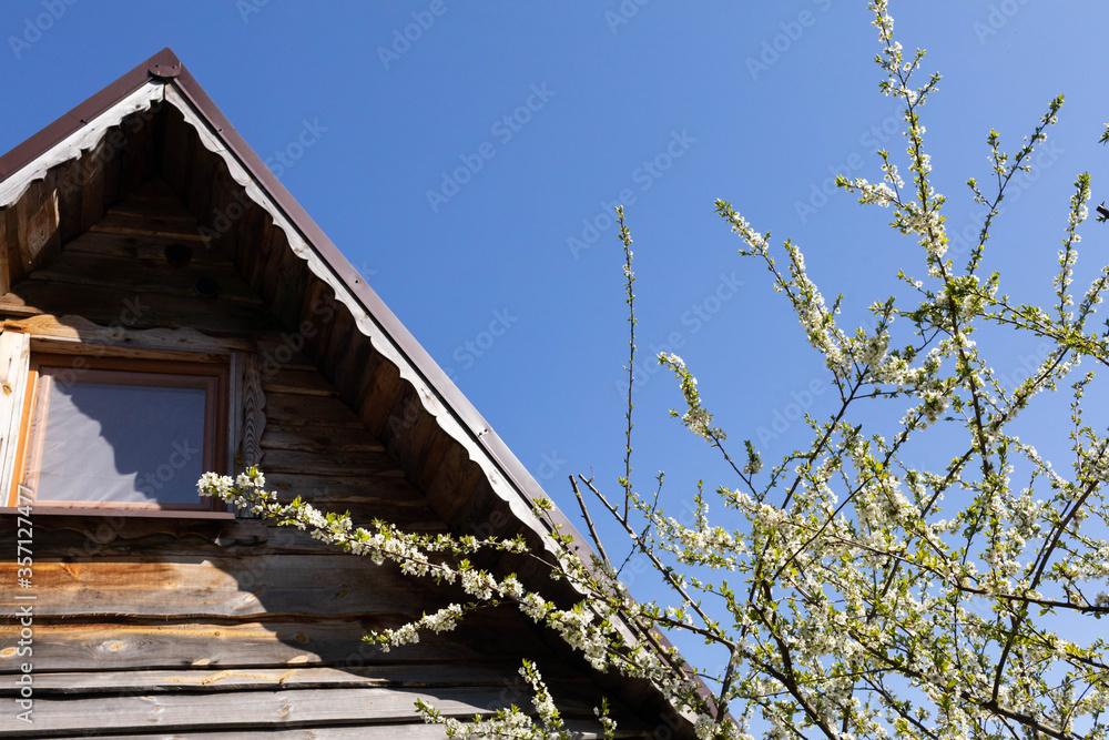Blossoming plum in the spring against the backdrop of a single-family house on a summer plot.