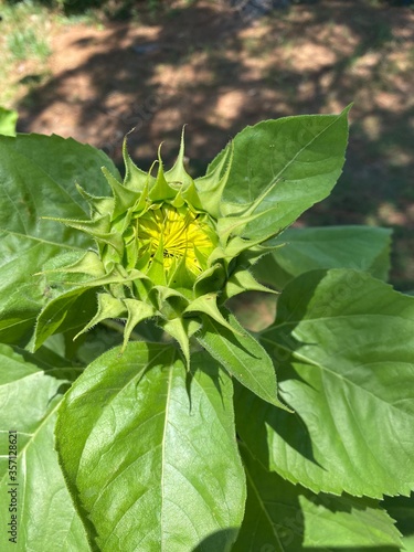 yellow flower in the garden