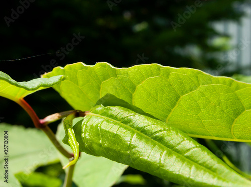 Young escape of plant Reynoutria sachalinensis (or else the Amur Highlander). Close-up, narrow focus. photo