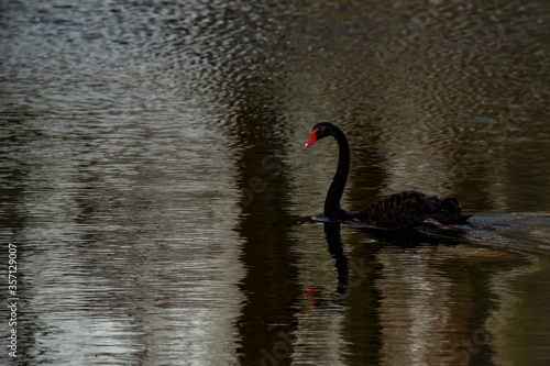 Black swan swimmin in dark water photo