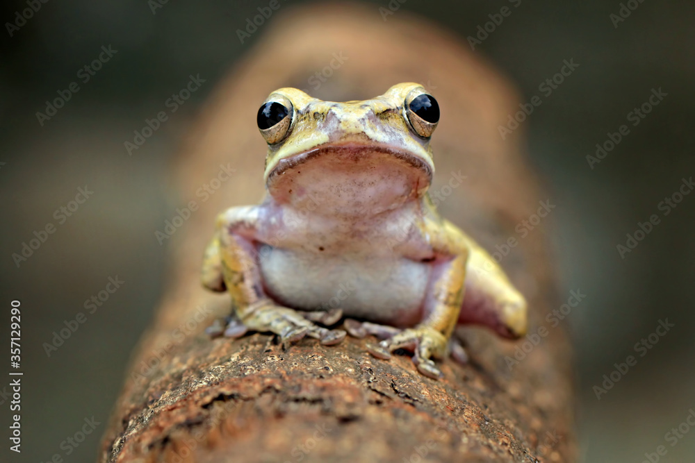 Obraz premium striped tree frog, yellow tree frog on the branch