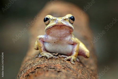 striped tree frog, yellow tree frog on the branch