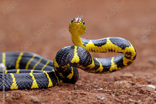 boiga dendrophila, ring gold snakes