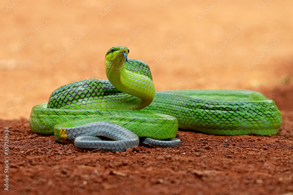 Obraz premium gonyosoma oxycephalum, green rat snakes
