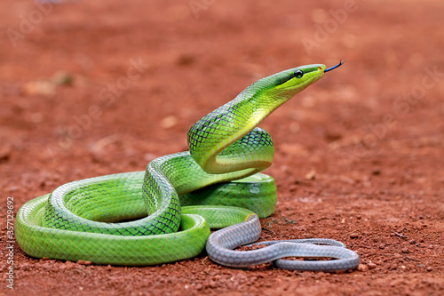 gonyosoma oxycephalum, green rat snakes