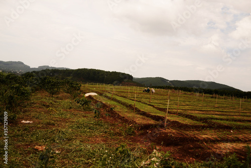 coffee plantations
