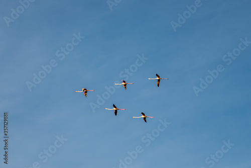 Flamingos flying in the blue sky
