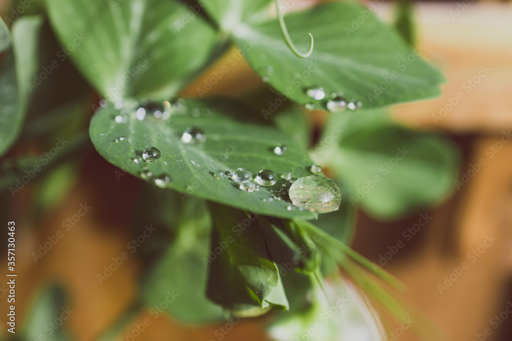 close-up of snowpea plant with water droplets on its leaves close-up of snowpea plant with water droplets on its leaves