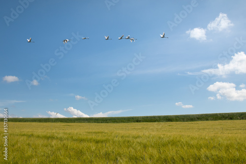 Schwanenflug über das Sommerfeld © fotofrank