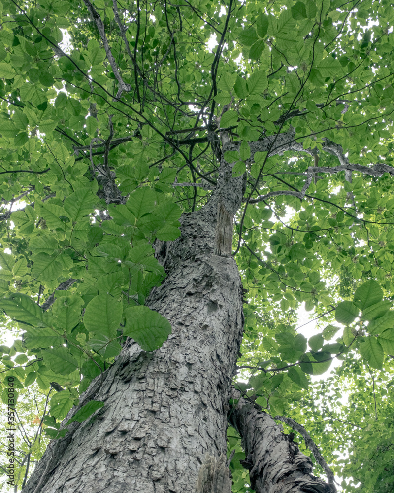 Fototapeta premium 野幌森林公園のオヒョウ（Manchurian Elm in Nopporo Forest Park）