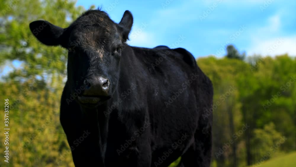Dark cow standing in a pasture with a clear blue sky eating grass and looking around at all the beauty nature has to offer. Yellow flowers in a field with a cow relaxing. Dark cow standing in a pasture with a clear blue sky eating grass and looking around at all the beauty nature has to offer. Yellow flowers in a field with a cow relaxing.