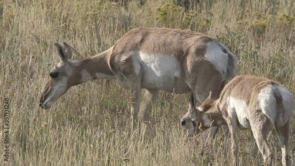 Pronghorn doe and calf grazing and browsing in Yellowstone National Park, USA Pronghorn doe and calf grazing and browsing in Yellowstone National Park, USA