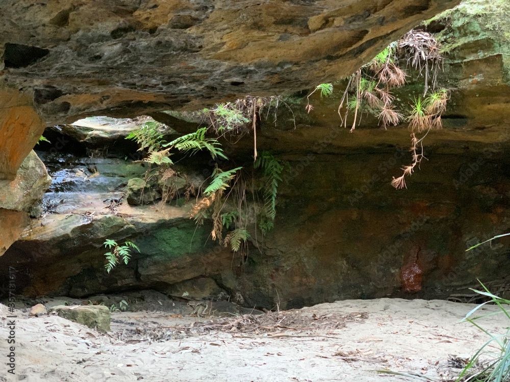 caves with ferns and plants in a forest caves with ferns and plants in a forest