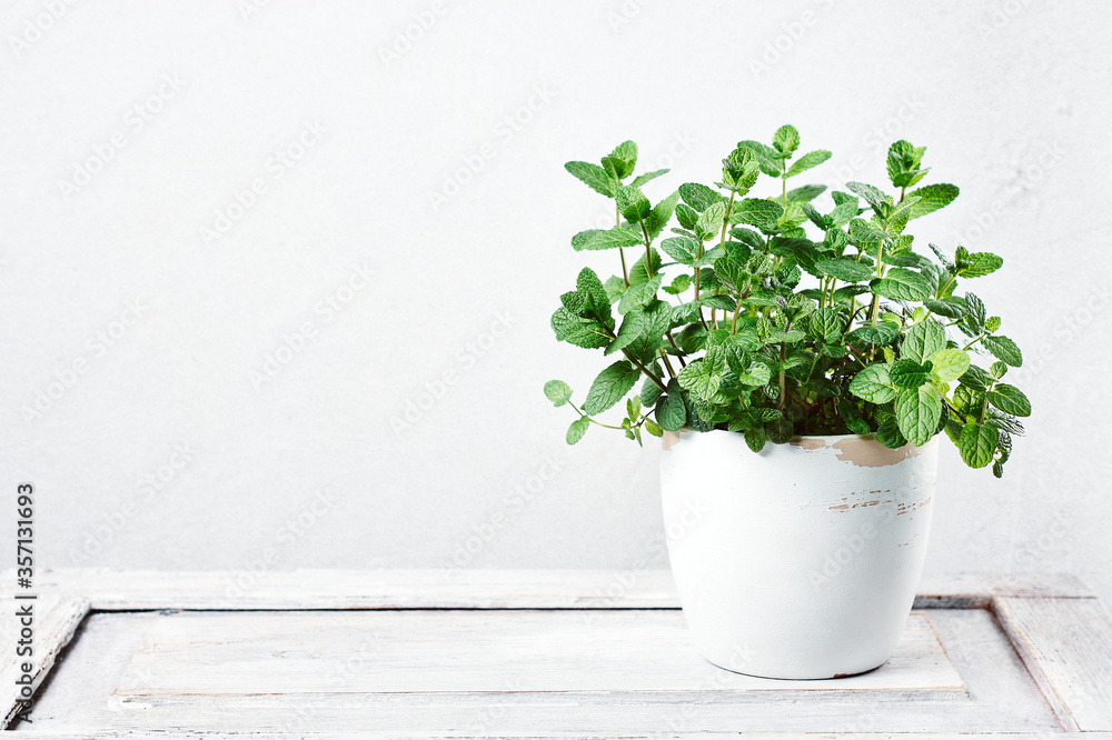 Fresh mint leaves in a pot. Fresh mint leaves in a pot.