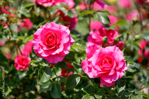 薔薇園に咲くピンクが美しい日本原産の薔薇「うらら」 © 俊樹 坪井
