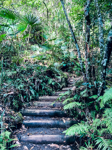 Staircase path in the forest