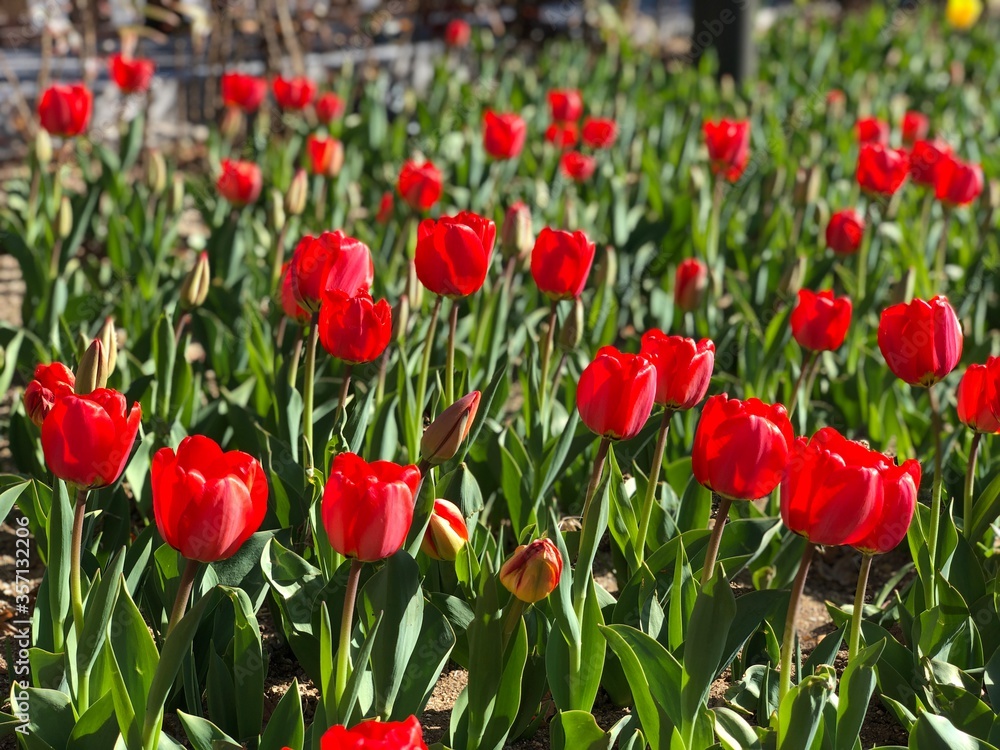 Fototapeta premium red tulips in the garden